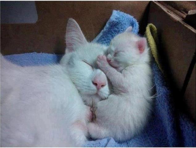 親子で寝てる猫 猫の画像